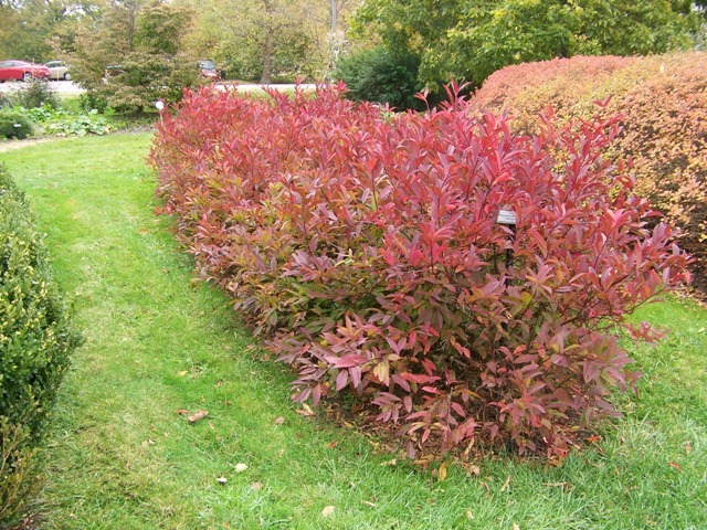 Henryâ€™s Garnet Sweetspire bushes